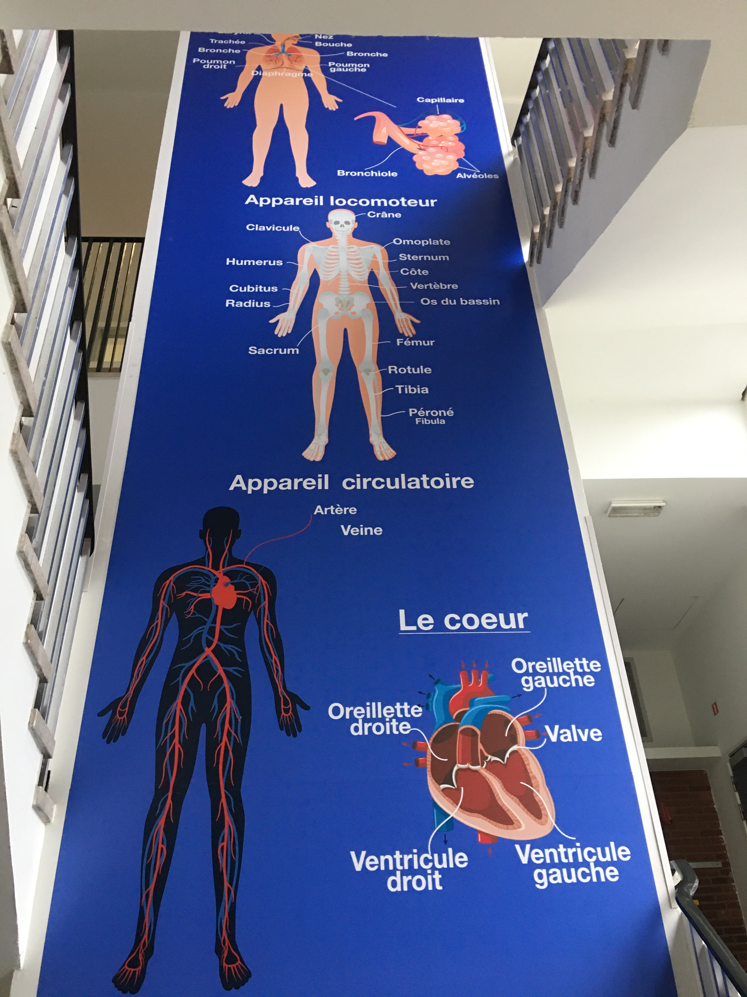 wandsticker-menselijk-lichaam-anatomie-biologie-school-eduplay